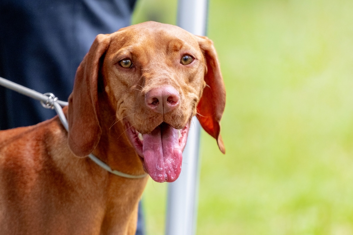 Vizsla snuggled beside its owner, fully content in close company.