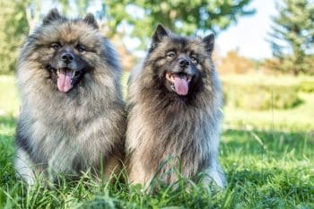 13 Fluffy Dog Breeds That Are Pure Cuteness - iHeartDogs.com