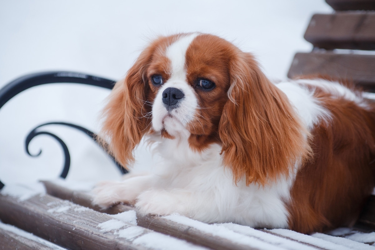 Cavalier King Charles Spaniel sitting quietly, radiating warmth and affection