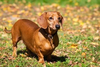 Dachshund standing ready to pounce