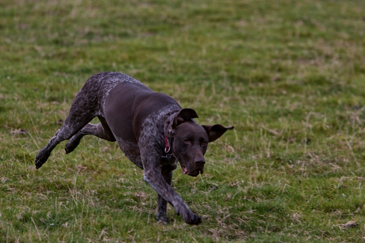 German Shorthaired Pointer mid-leap, showing playful antics and lovable chaos.