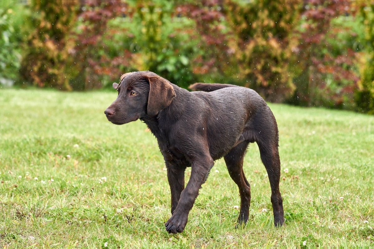 Labrador Retriever with a focused gaze, ready for action.