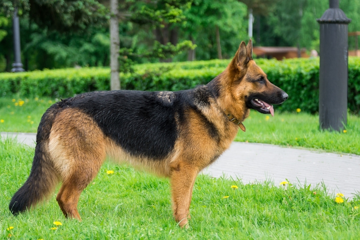 German Shepherd alert and focused, ready to guard its home and family.