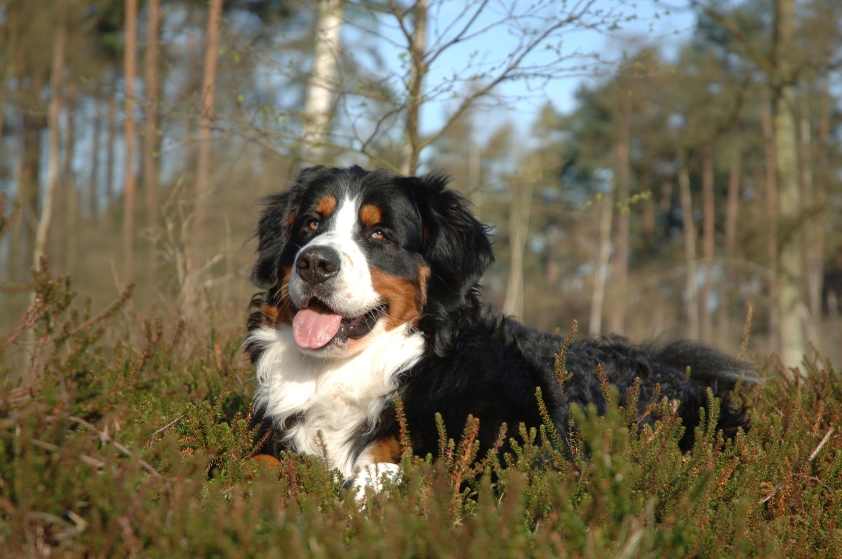 Bernese Mountain Dog lying down peacefully, reflecting its gentle temperament.