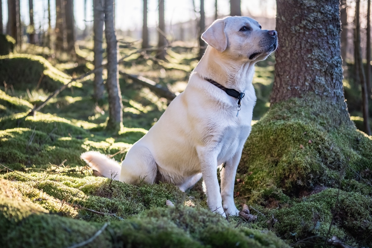 Labrador Retriever sitting patiently with a gentle, loyal expression.