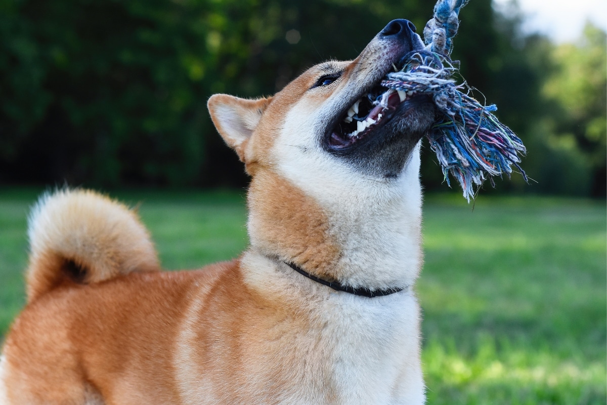 Shiba Inu sitting proudly with its toy, looking alert and self-assured.