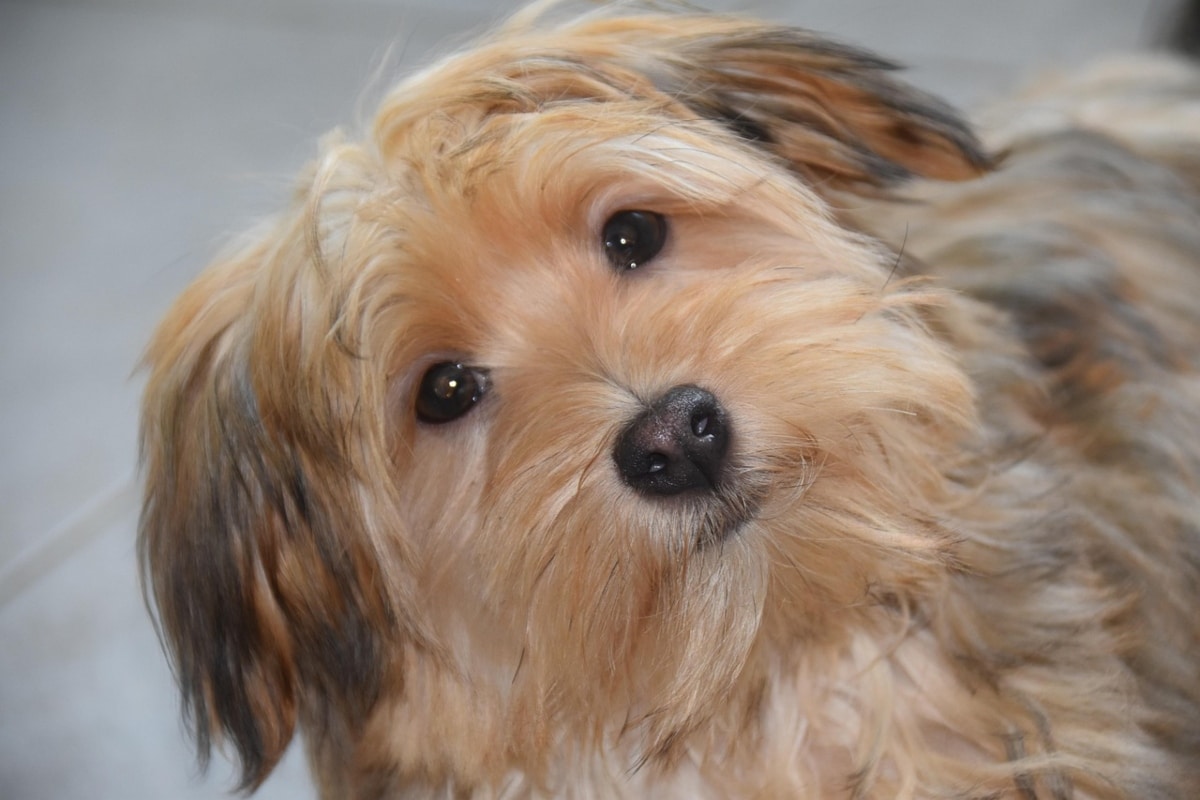 Havanese resting softly in arms, reflecting loyalty and gentle closeness.