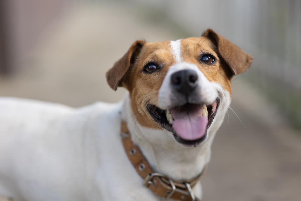 7 Vital Tips for Grooming a Jack Russell