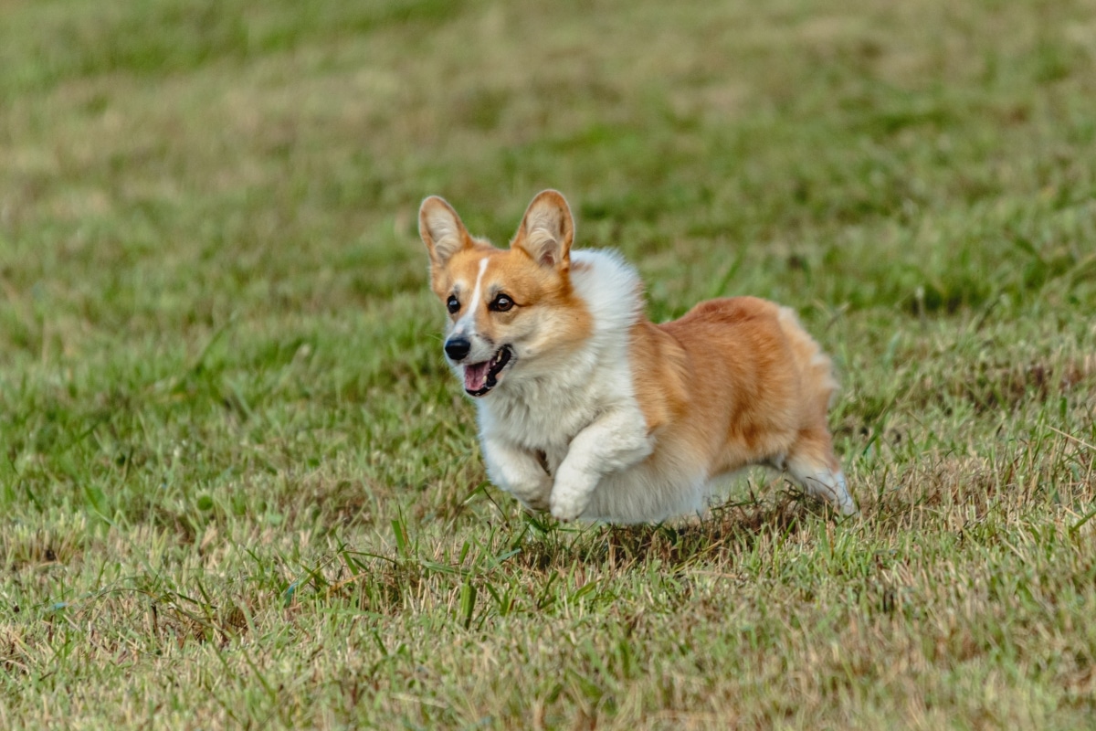 Pembroke Welsh Corgi leaping playfully with a wide, mischievous grin.