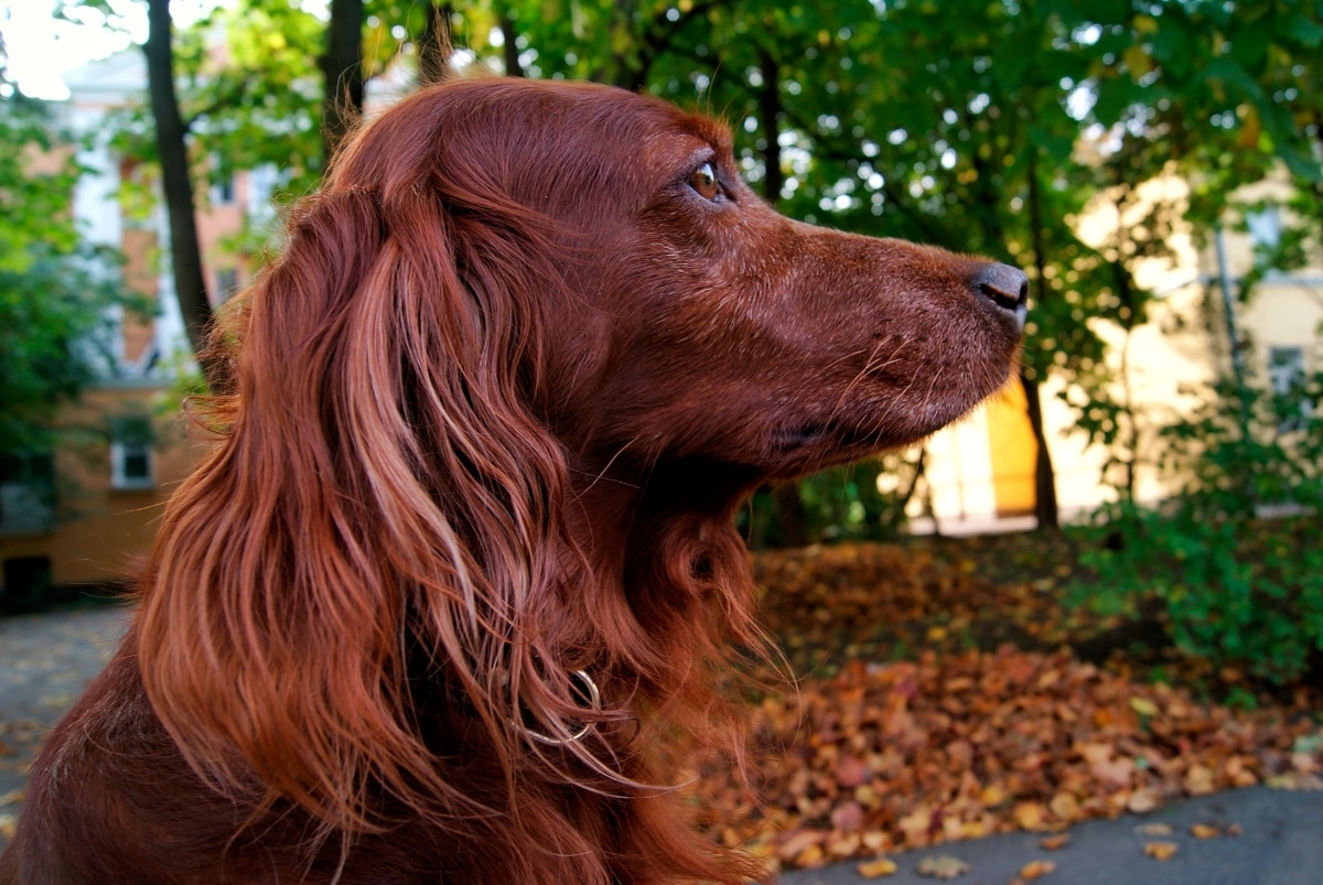 Irish Setter with flowing ears and a vibrant coat.