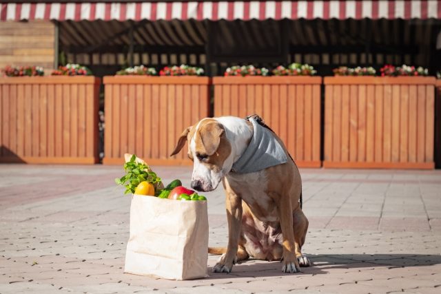 dog-sitting-by-groceries-paper-bag-footpath 