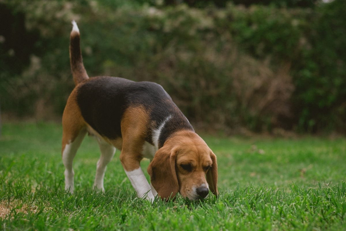 A Beagle sniffs the ground intently, clearly on the trail of something interesting.