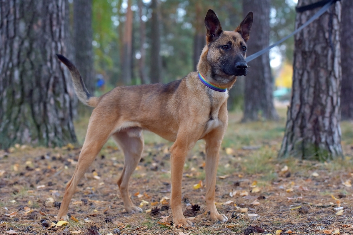 Belgian Malinois in focused stance, showing intensity and advanced mental ability.