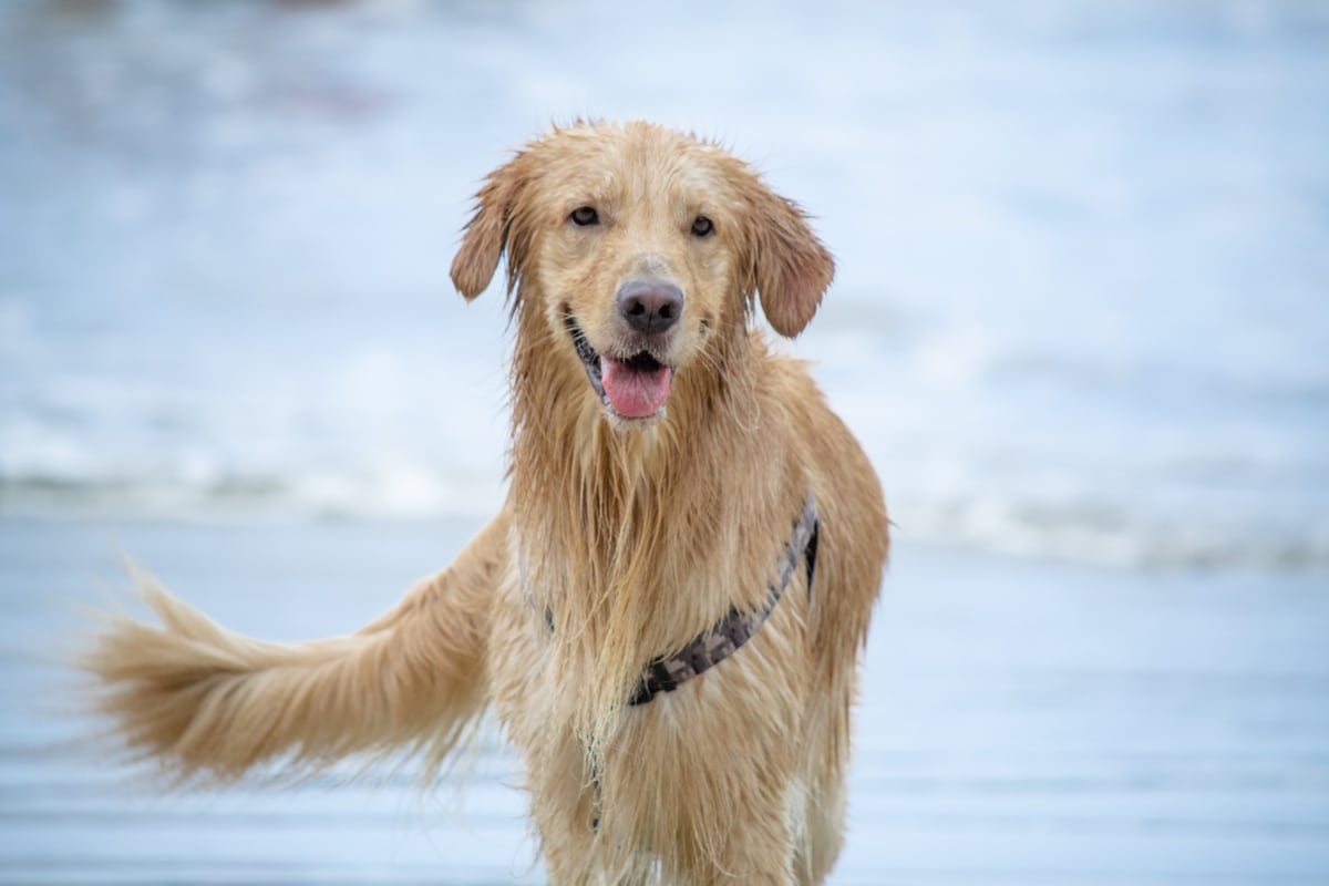 Golden Retriever smiling widely with a tail mid-wag and sparkling eyes.