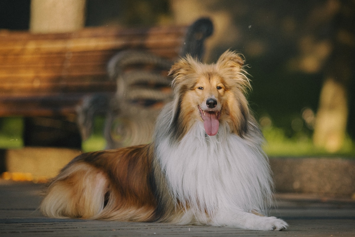 Rough Collie exuding noble intelligence and affectionate elegance.