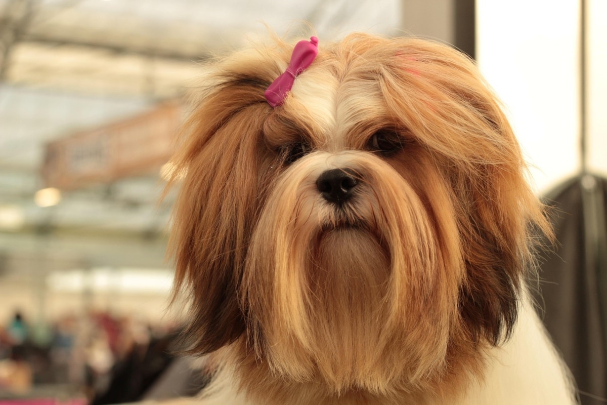 Lhasa Apso sitting calmly, radiating reserved confidence and poised self-reliance.