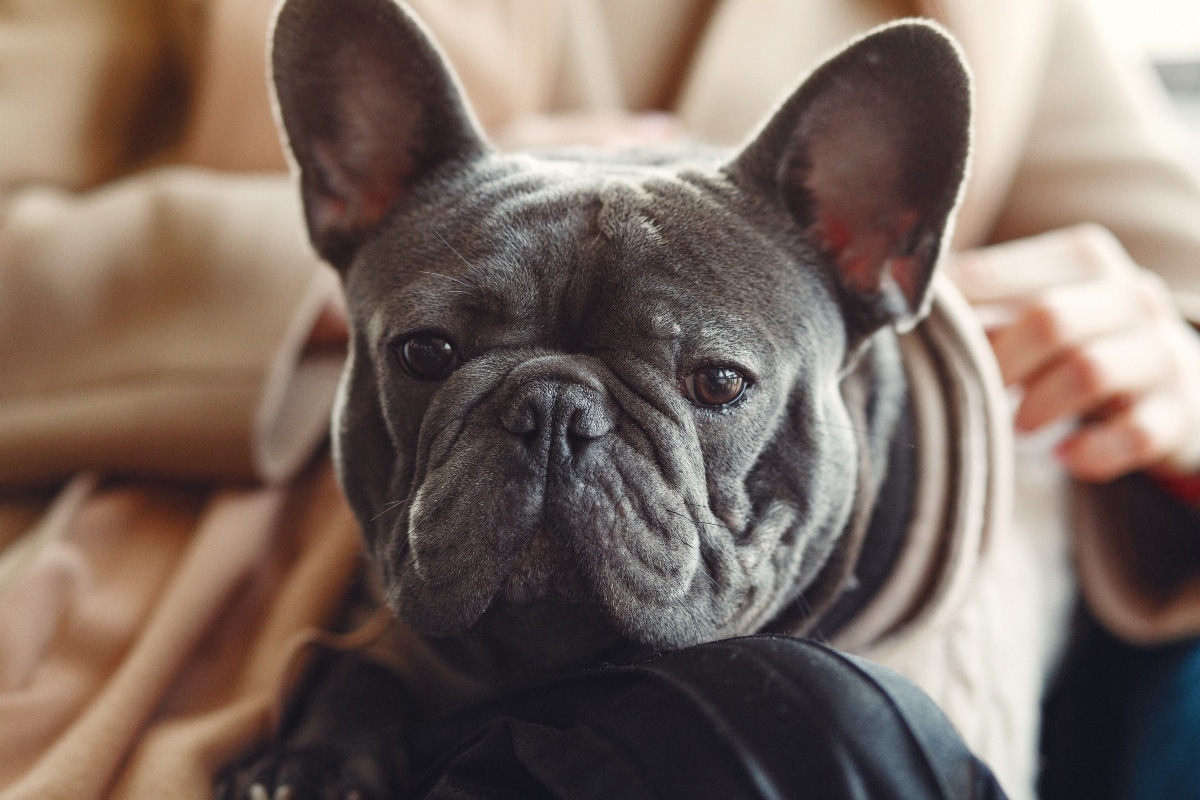 French Bulldog cuddled up, reflecting contentment and affectionate laziness.