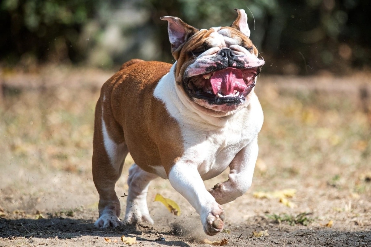 English Bulldog with relaxed pose, droopy expression, comedic charm