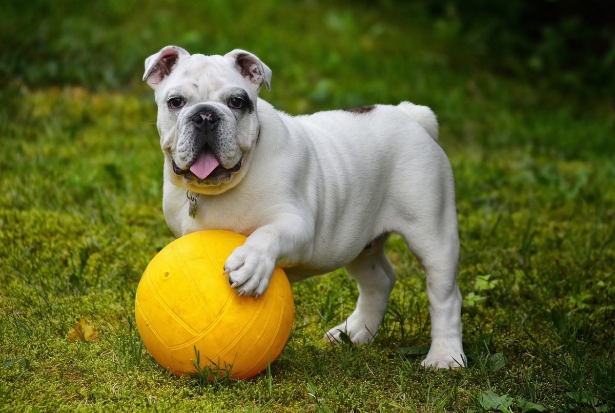 English Bulldog mid-roll with a comically determined face.