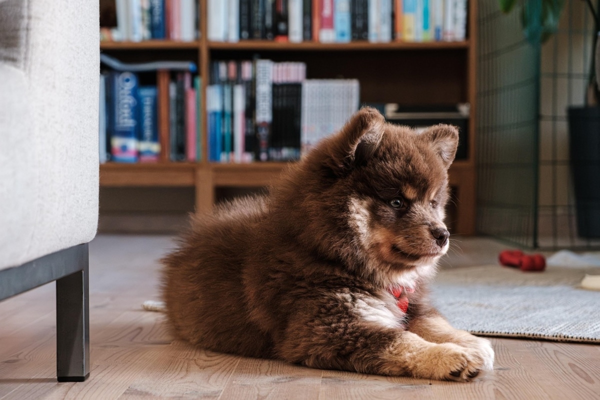 Finnish Lapphund in snowy setting, reflecting fluff and joy in cold climates.