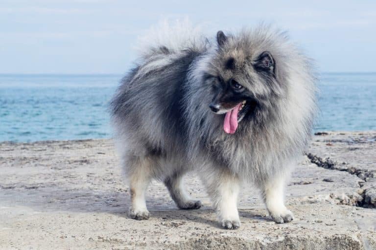Sand Color Dog 13 Beachy Dog Breeds Who Love to Get Their Paws Sandy - iHeartDogs.com