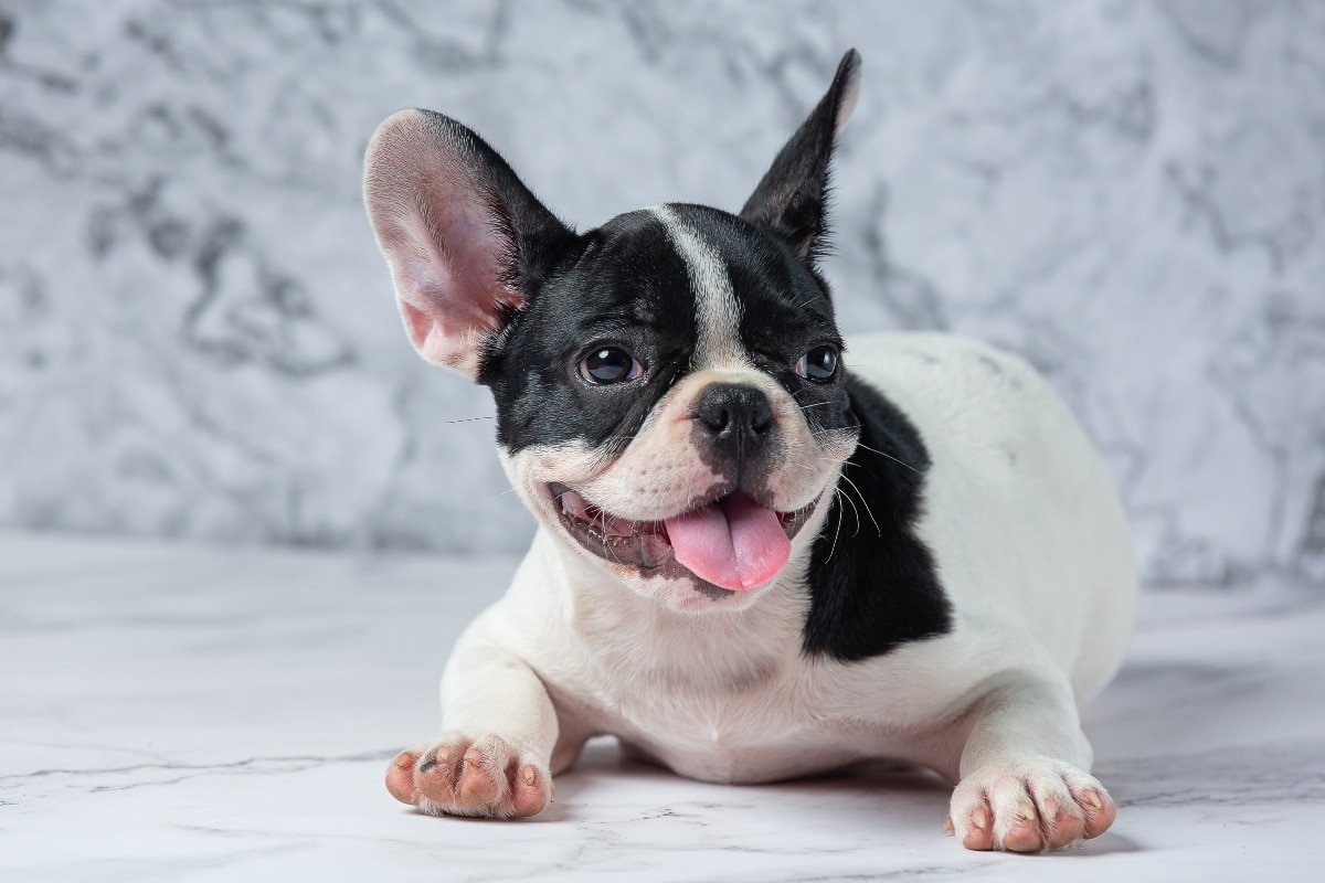 French Bulldog showing comedic, expressive charm.