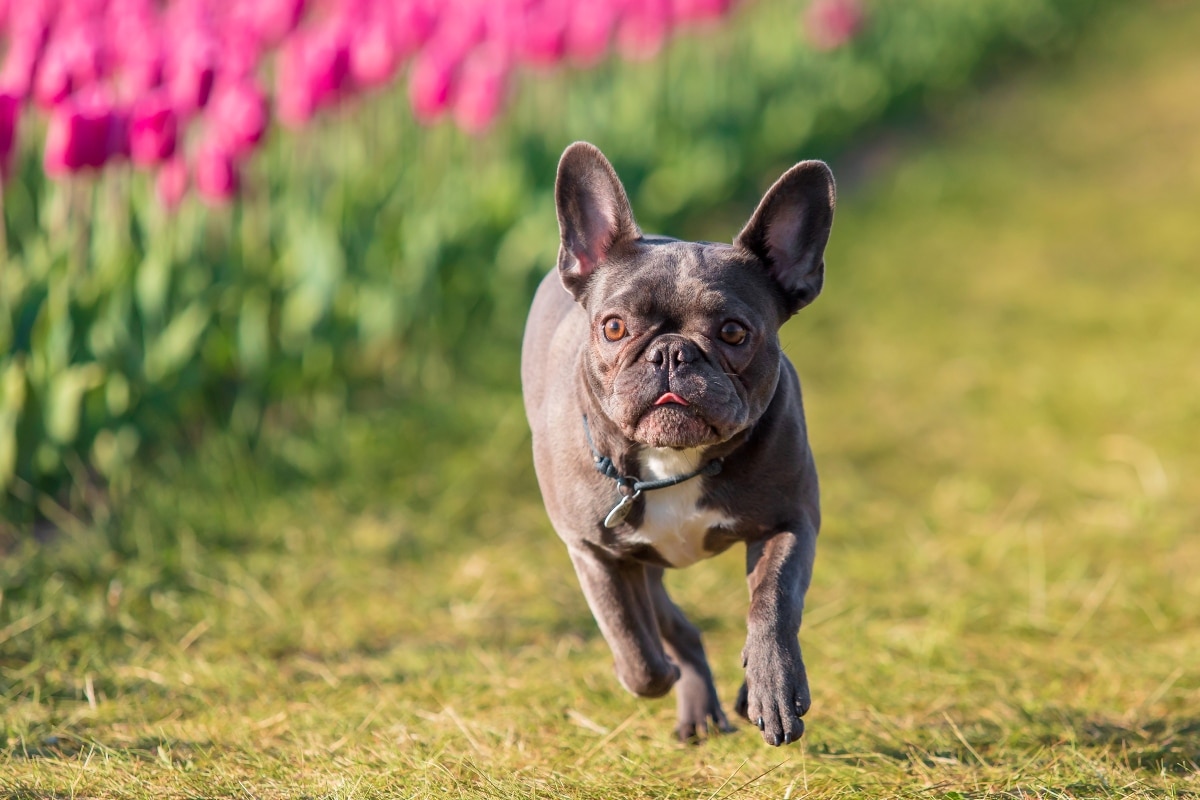 French Bulldog mid-zoomie with ears flopping and a wild, silly grin.