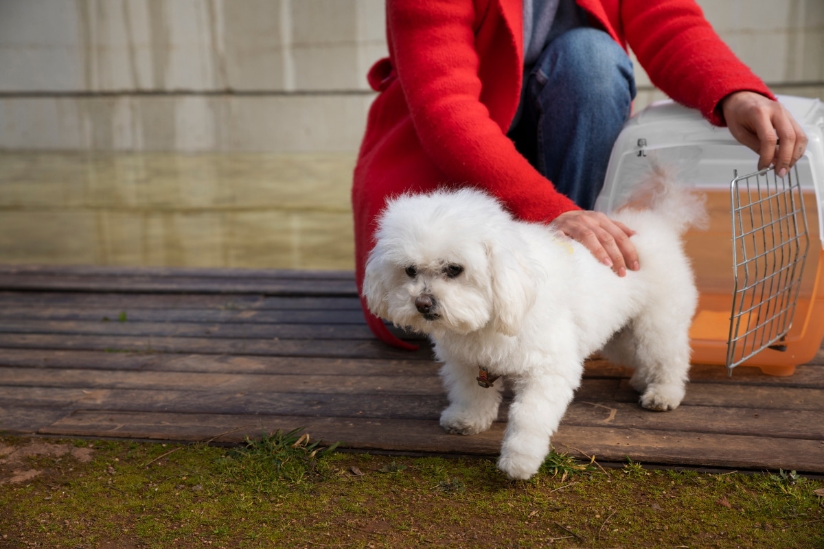 Bichon Frise offering cheerful companionship with smile.