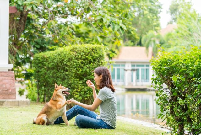 Young female and dog summer concept. The girl plays with the Shiba Inu dog in the backyard. Asian women are teaching and training dogs to greet by shake hands.