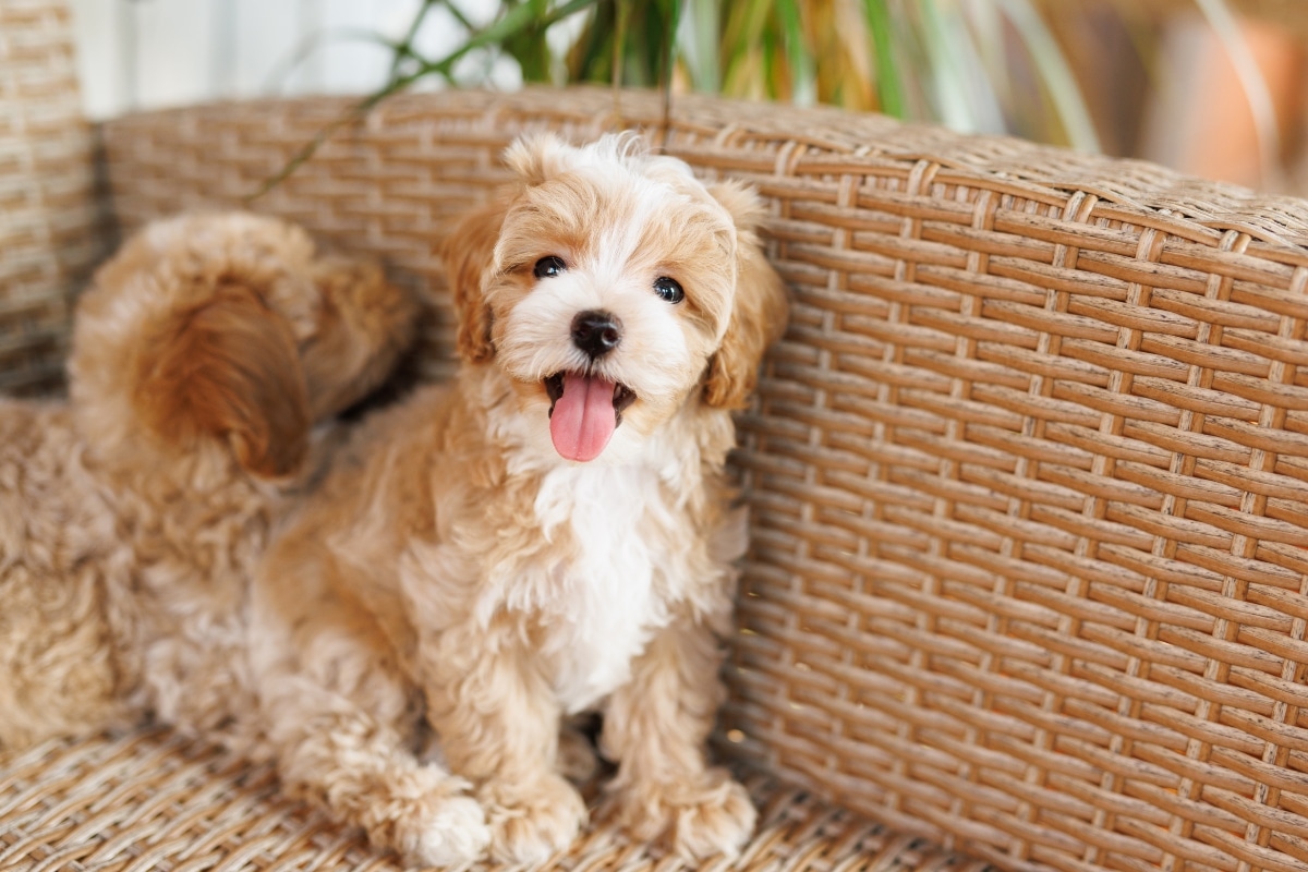 A loving Maltipoo with curly coat, blending affection and intelligence.