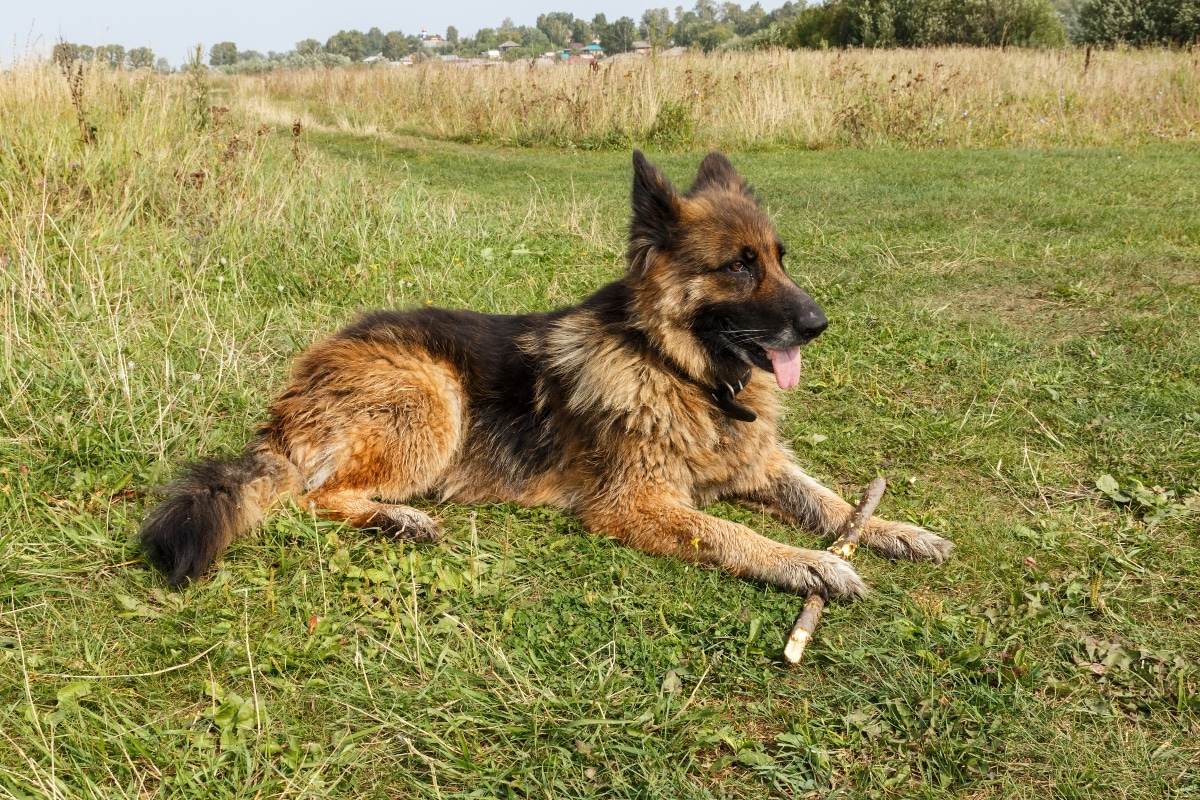 German Shepherd conveying protective and devoted presence.