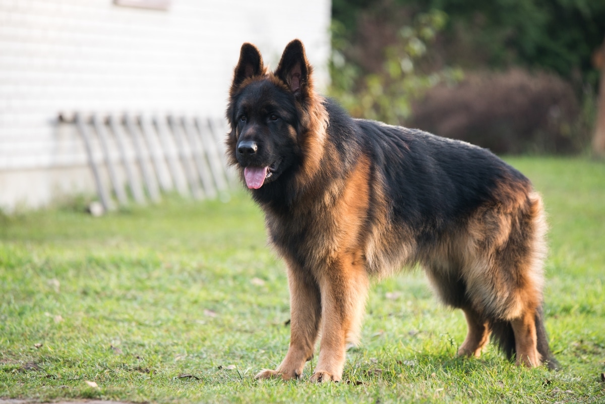 German Shepherd standing alert, showing strength and deep devotion to its owner.