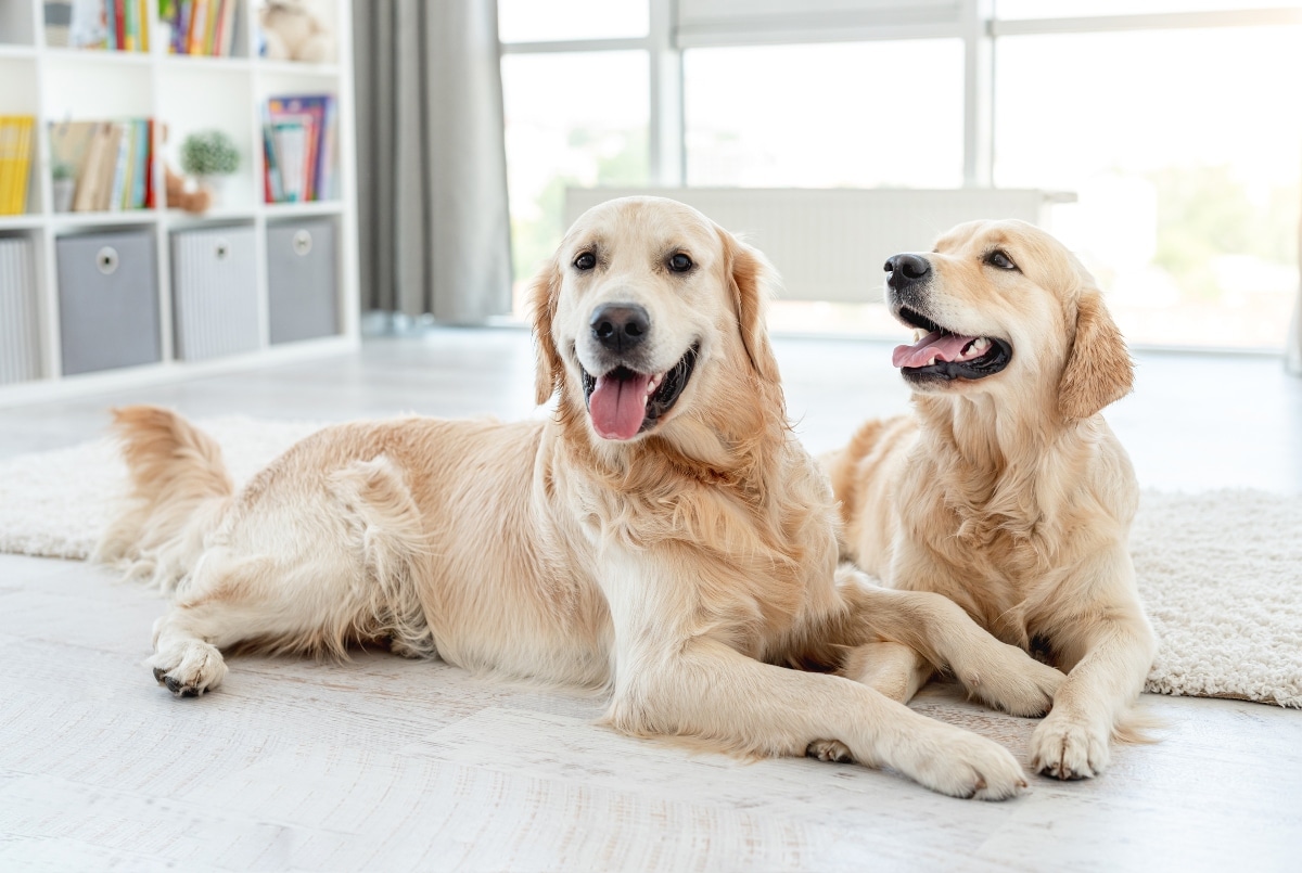 Golden Retriever resting with gentle, loving expression.