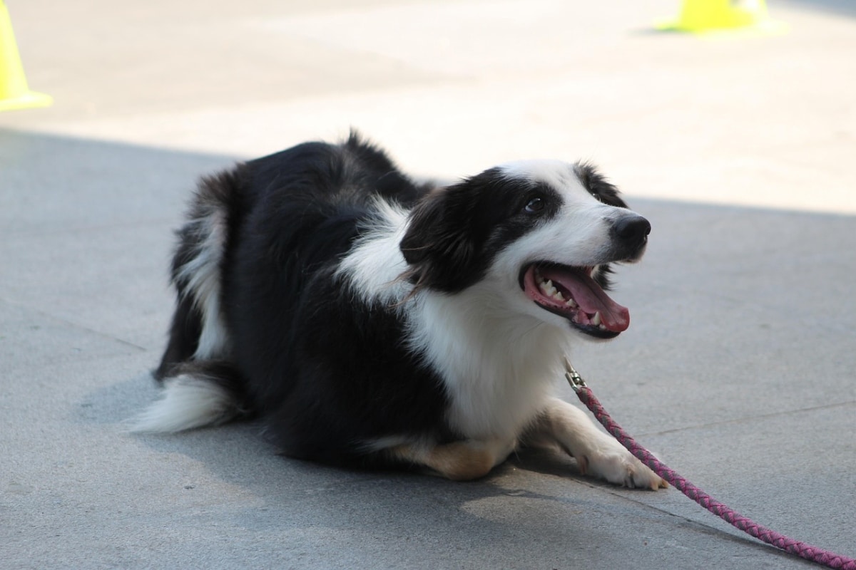 A dog happily greeting its owner, showing excitement and affection upon their return.