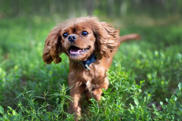 Joyous brown Cavalier King Charles Spaniel puppy running through the grass.