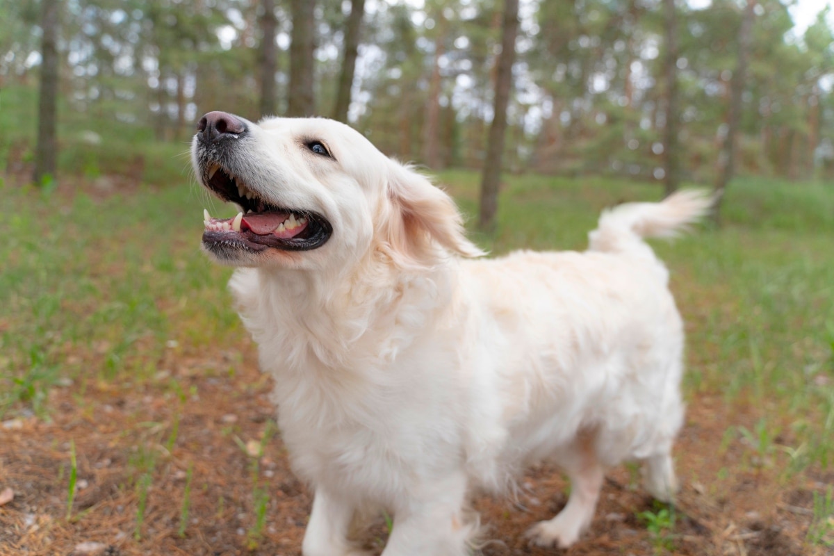  Golden Retriever with warm eyes and soft, affectionate expression.