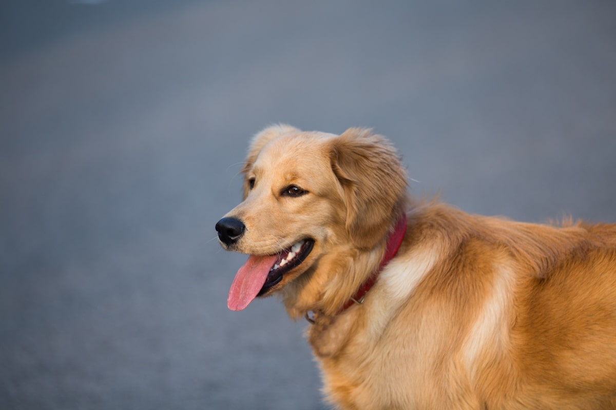 Golden Retriever with golden fur and big smile, glowing with happiness and calm energy