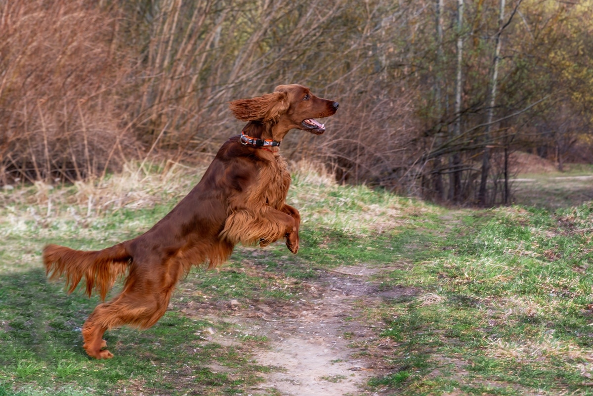 Irish Setter sprinting joyfully with ears flying and eyes sparkling.