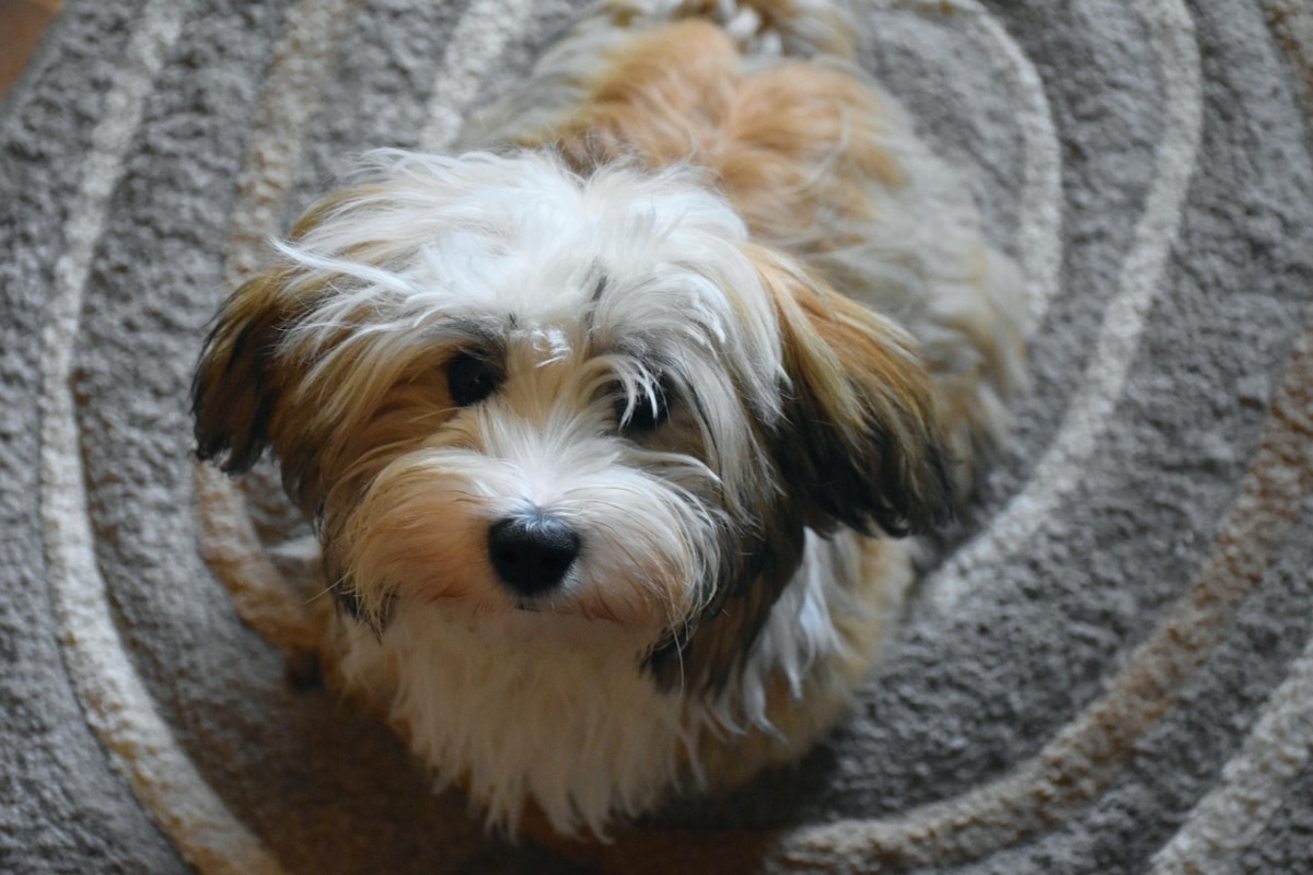 Havanese standing close with eager, gentle eyes and tail wagging softly.