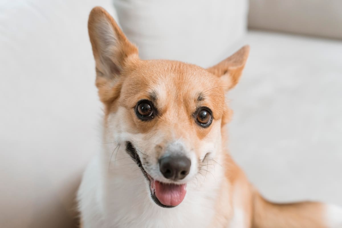 Corgi mid-smile with perked ears and eyes full of mischievous joy.