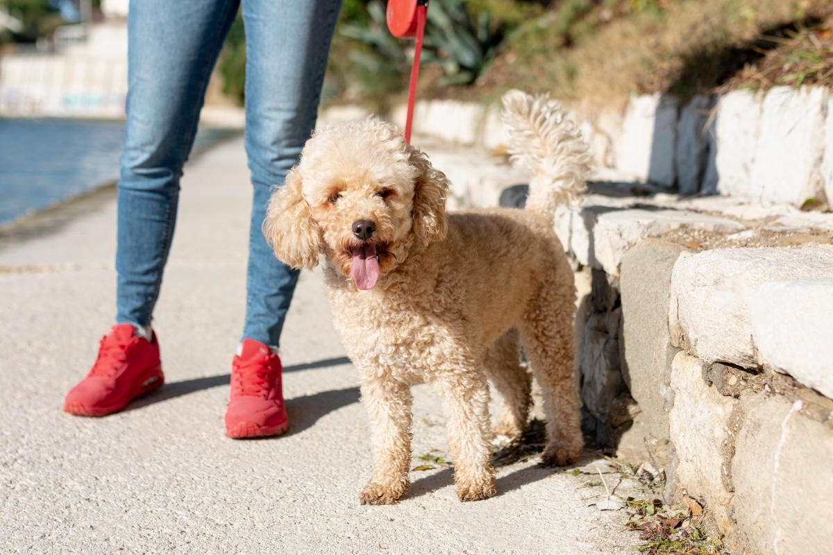 Poodle standing alert with intelligent and affectionate eyes.