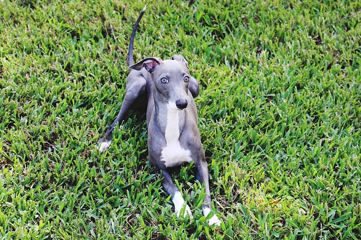 Italian Greyhound staring up with soft eyes and a fragile, attached demeanor.
