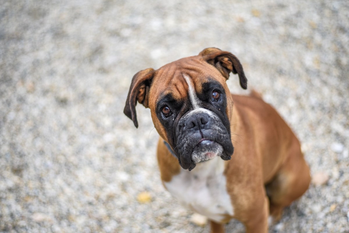 Boxer offering a playful yet calming emotional connection