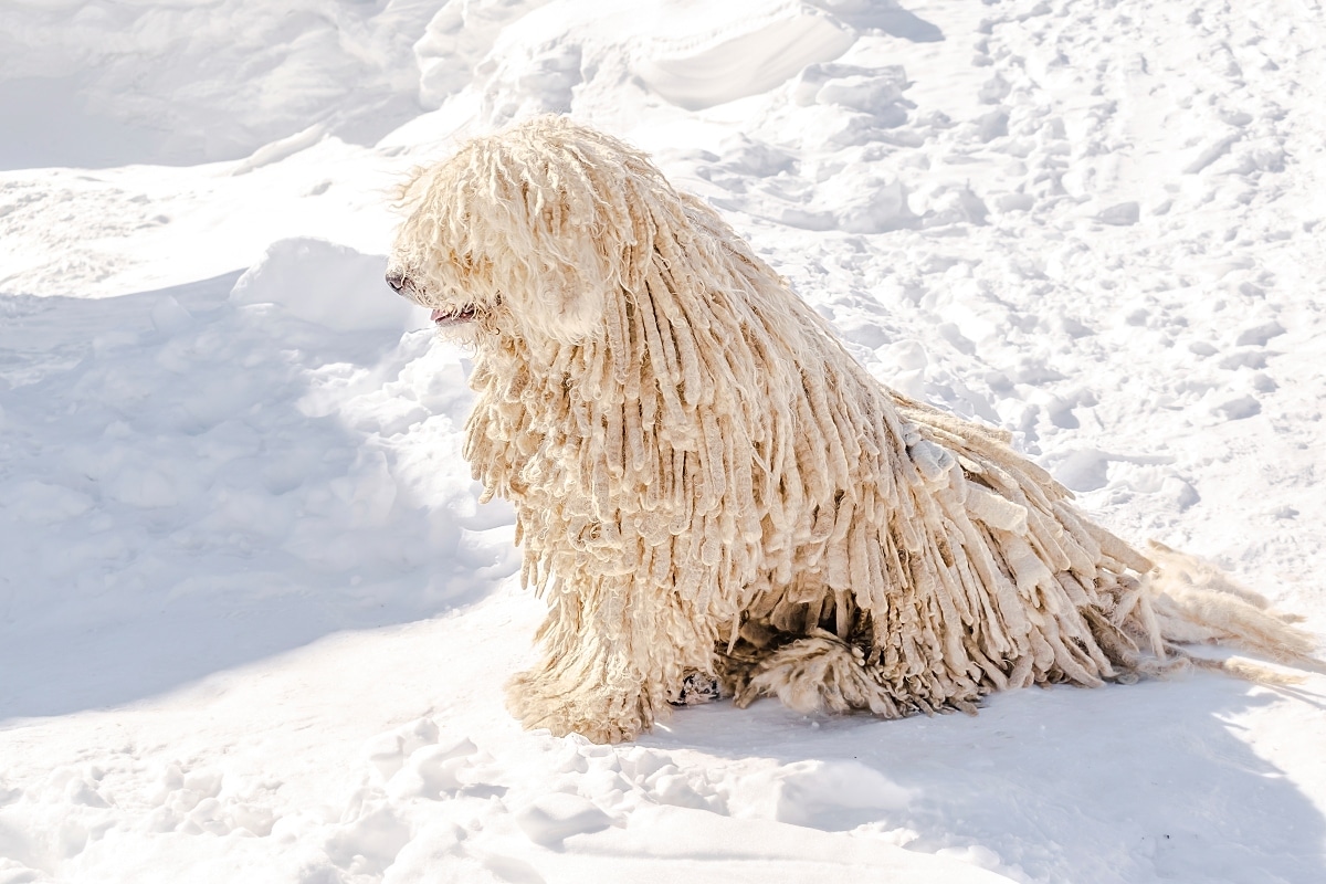 Komondor with its dense, corded coat standing watchfully.
