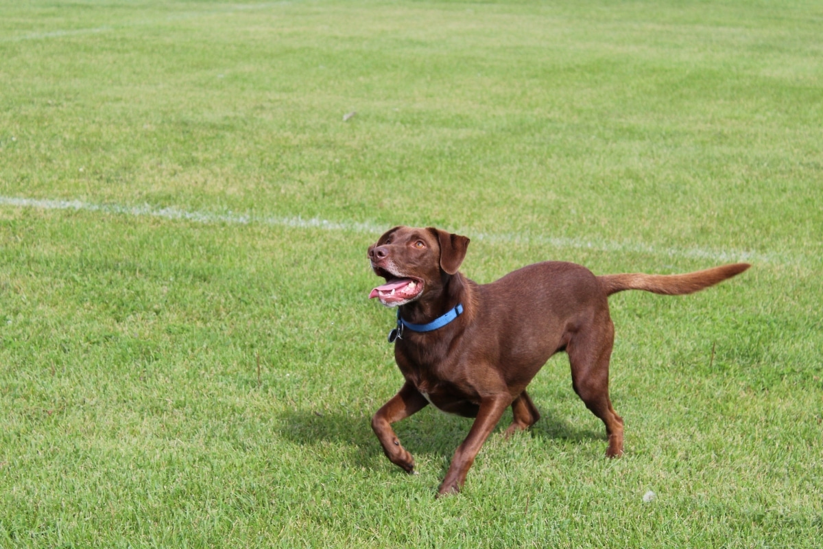 Labrador Retriever bounding forward with an open-mouthed grin and joyful energy.