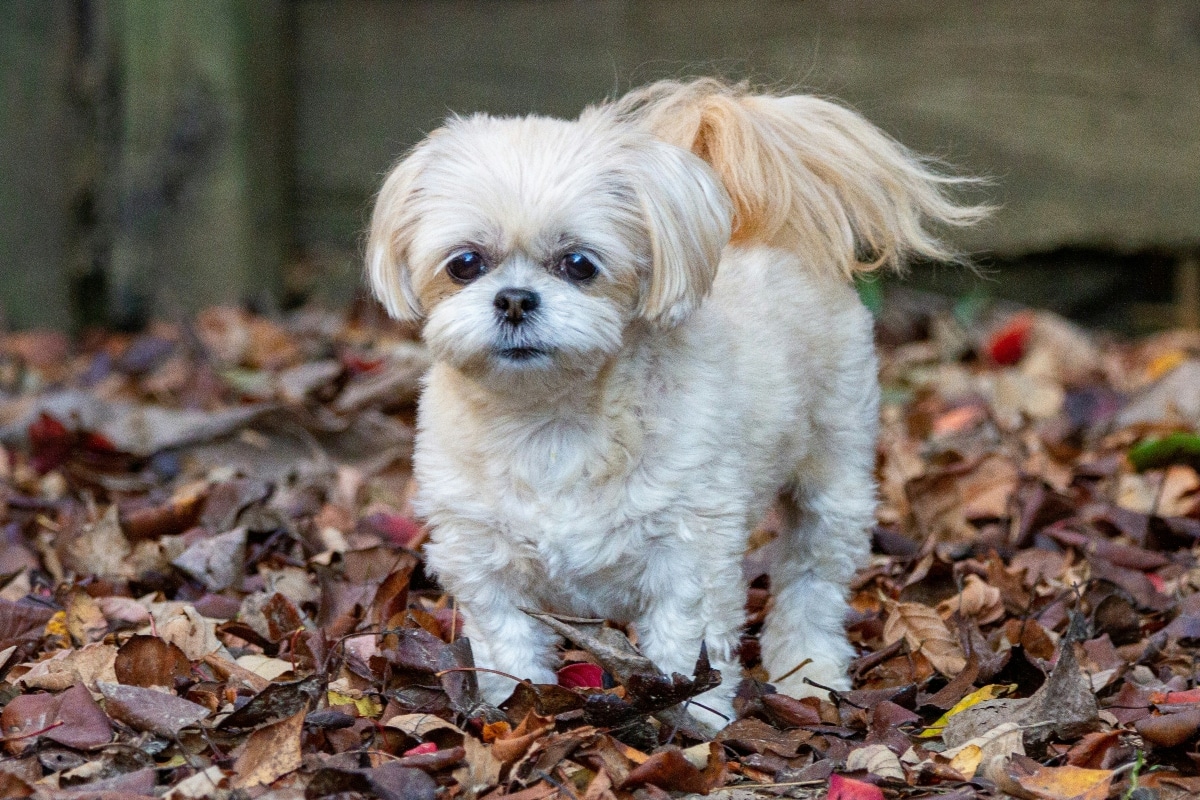 Shih Tzu nestled close, reflecting calm loyalty and tenderness