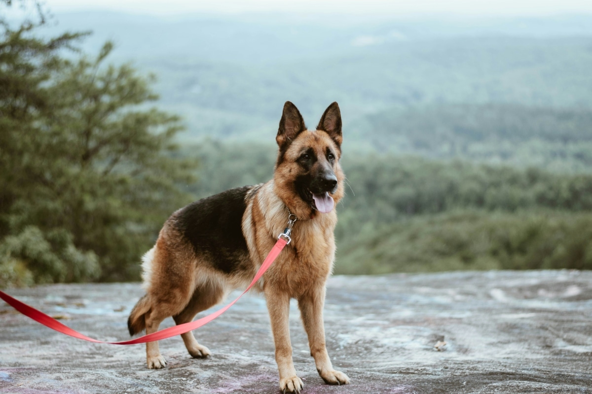 German Shepherd showing loyal, watchful presence, quietly sensing emotional needs.
