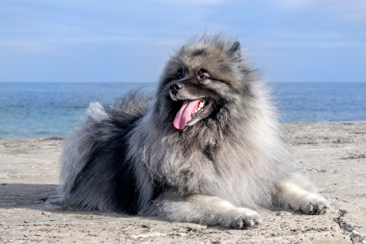 Keeshond lying down with a joyful expression, reflecting its affectionate and cuddly nature.