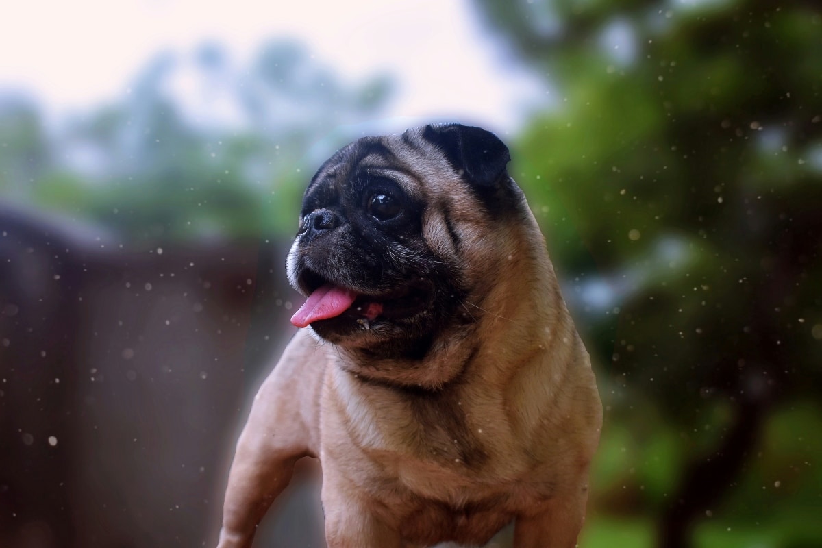 A playful dog, full of joy and excitement, is ready to spread fun.
