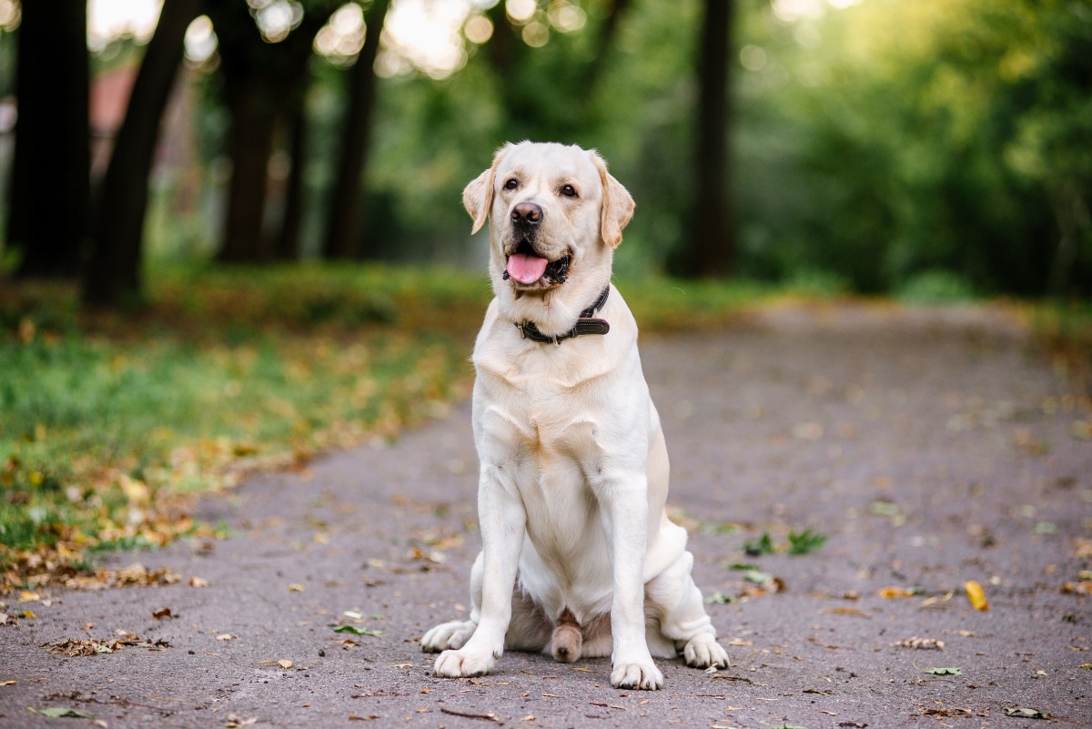 Labrador Retriever sitting calmly, showcasing its gentle demeanor.
